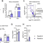 Exercise-Activated Protein Could Aid in Treating Metabolic Disorders