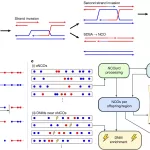 Scientists Create Complete Map of Human DNA Shuffling