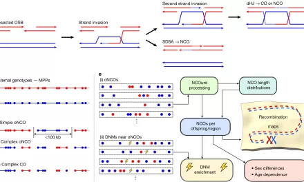 Scientists Create Complete Map of Human DNA Shuffling