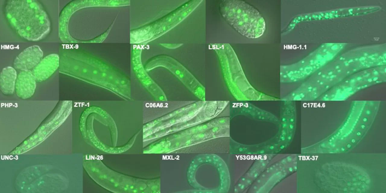 Scientists Map Transcription Factor Binding Sites, Unlocking Insights into Disease