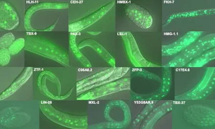 Scientists Map Transcription Factor Binding Sites, Unlocking Insights into Disease