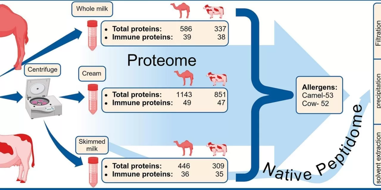 Camel milk: A potential alternative for people with allergies and those seeking health benefits