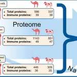 Camel milk: A potential alternative for people with allergies and those seeking health benefits