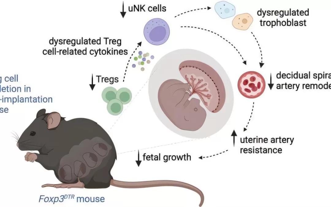 Immune Cells Crucial for Preventing Pregnancy Complications