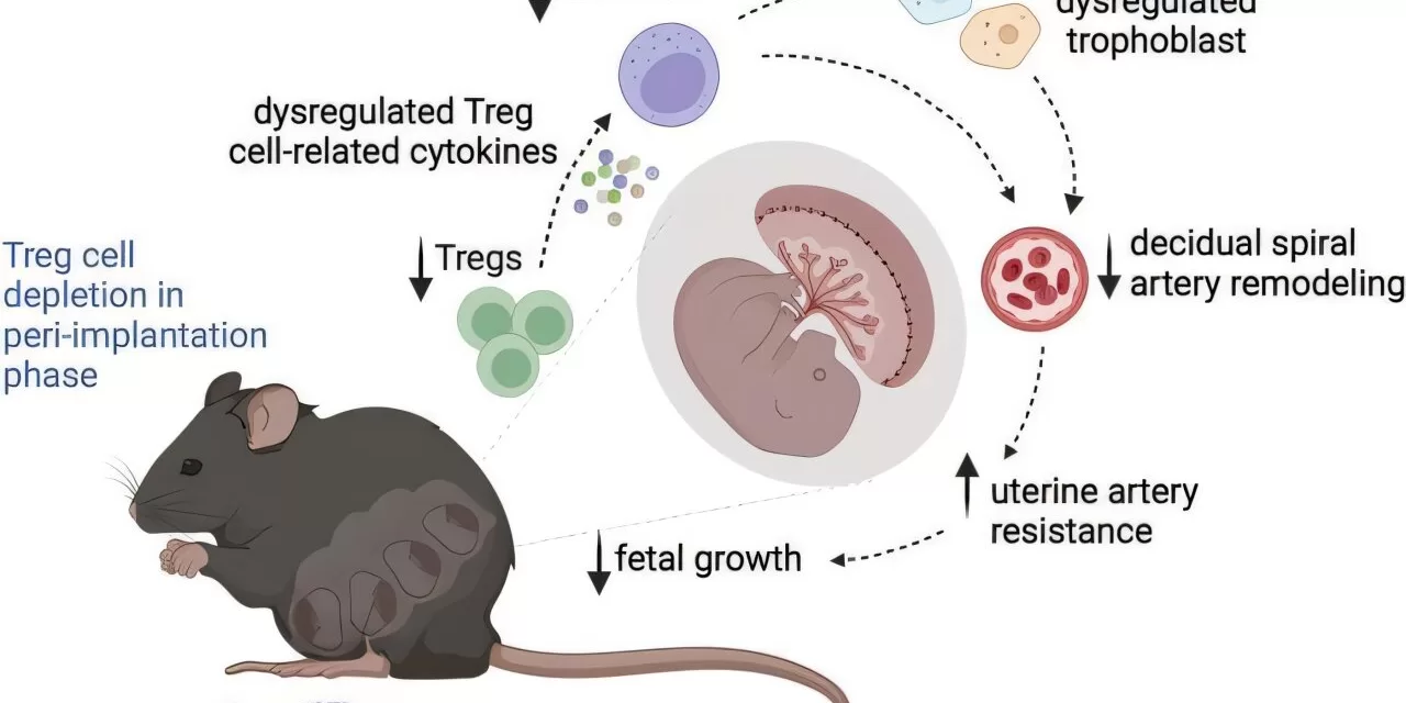 Immune Cells Crucial for Preventing Pregnancy Complications