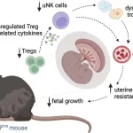 Immune Cells Crucial for Preventing Pregnancy Complications