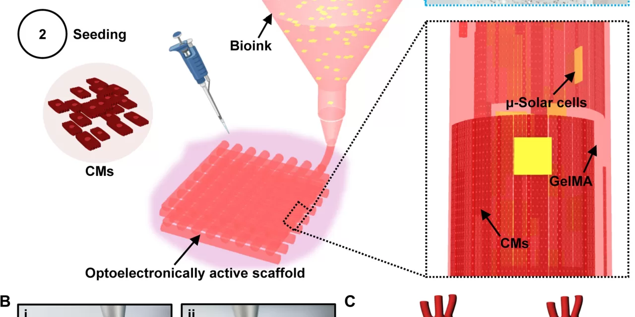 Light-Activated Ink Developed to Remotely Control Cardiac Tissue, Offering Potential for Heart Repair