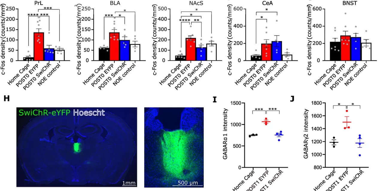 Novel Neuronal Mechanism for Stress-Induced Behavior Changes Identified: A Breakthrough in Understanding Stress-Related Disorders