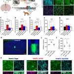 Novel Neuronal Mechanism for Stress-Induced Behavior Changes Identified: A Breakthrough in Understanding Stress-Related Disorders