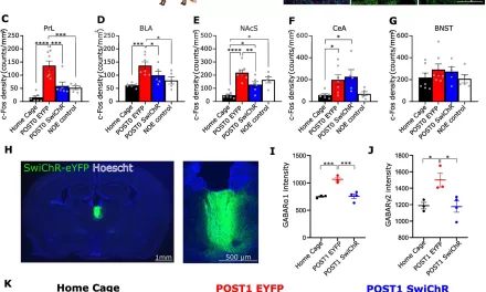 Novel Neuronal Mechanism for Stress-Induced Behavior Changes Identified: A Breakthrough in Understanding Stress-Related Disorders