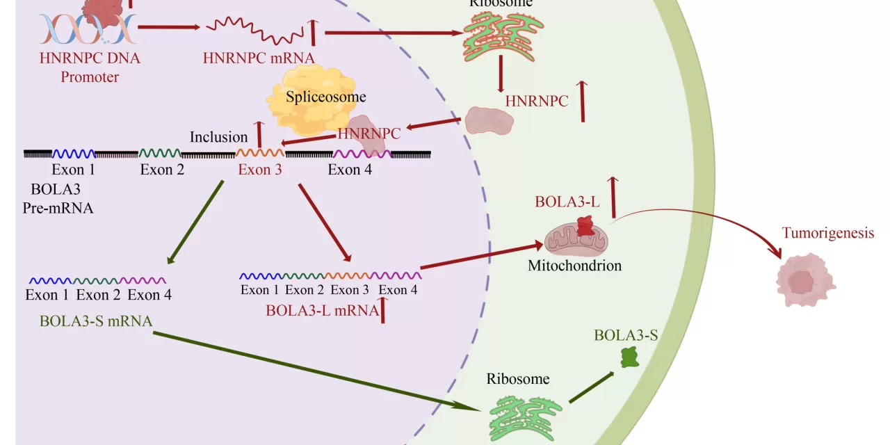 New Study Unveils Potential Molecular Pathway Driving Esophageal Squamous Cell Carcinoma (ESCC) Progression