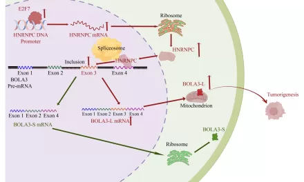 New Study Unveils Potential Molecular Pathway Driving Esophageal Squamous Cell Carcinoma (ESCC) Progression