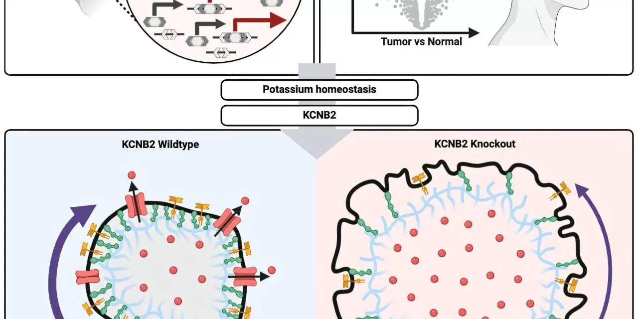 Targeting Potassium Channel Shows Promise for Treating Brain Tumors in Children