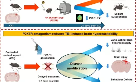 Brain Receptor Study Offers Hope for Preventing Epilepsy After Traumatic Brain Injury