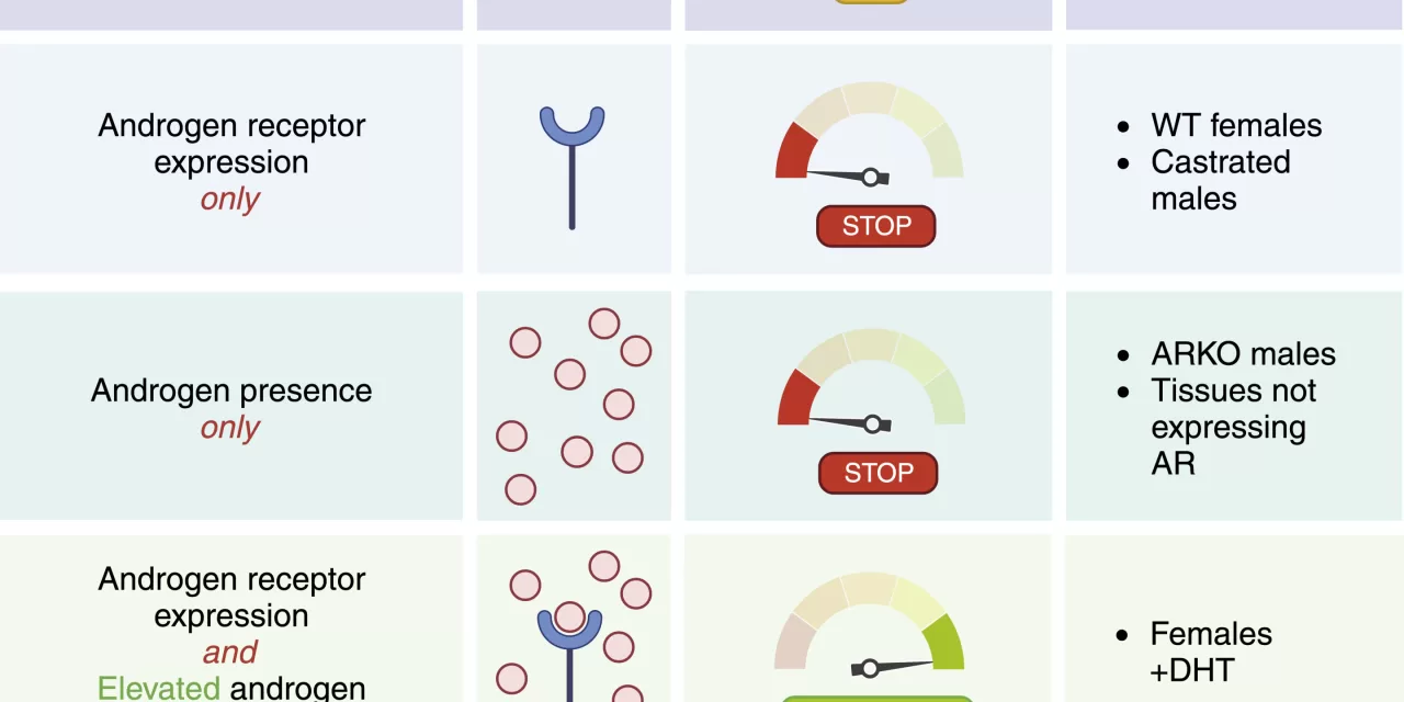 The ‘Androgen Clock’: Groundbreaking Epigenetic Tool Predicts Duration of Male Hormone Exposure