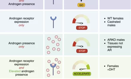 The ‘Androgen Clock’: Groundbreaking Epigenetic Tool Predicts Duration of Male Hormone Exposure