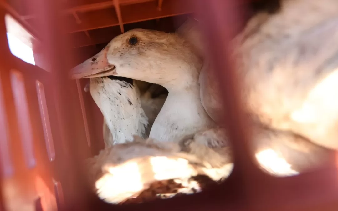 Australia’s Bird Flu-Free Status Ends: First Suspected H5N1 Case Detected on Mainland