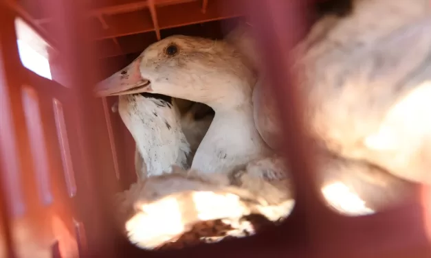 Australia’s Bird Flu-Free Status Ends: First Suspected H5N1 Case Detected on Mainland