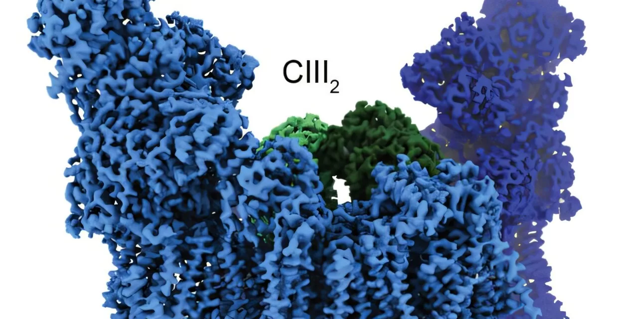 Energy Supercomplex Promises Better Options for Heart Disease Treatment