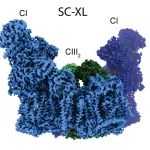 Energy Supercomplex Promises Better Options for Heart Disease Treatment