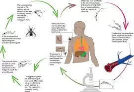 Guinea eliminates human African trypanosomiasis as a public health problem