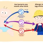 Infant Gut Bacteria Linked to Food Allergy Development