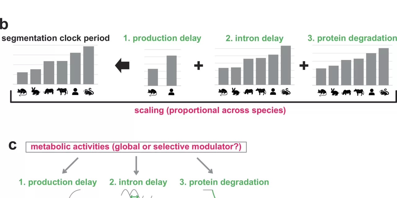 Metabolic Activities Not Global Modulators of Developmental Tempos, New Study Finds