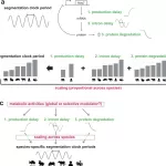 Metabolic Activities Not Global Modulators of Developmental Tempos, New Study Finds