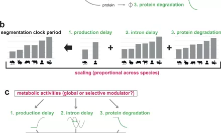 Metabolic Activities Not Global Modulators of Developmental Tempos, New Study Finds