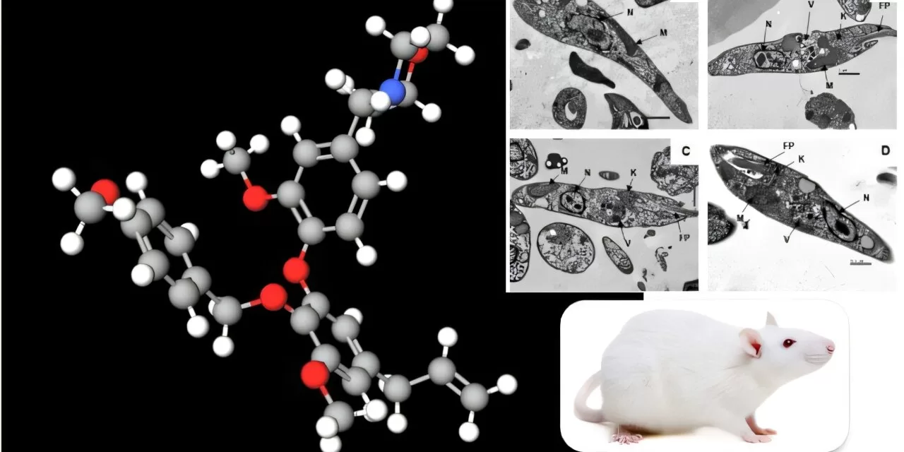 Potent Compound Derived from Brazilian Plant Offers Hope for Neglected Disease