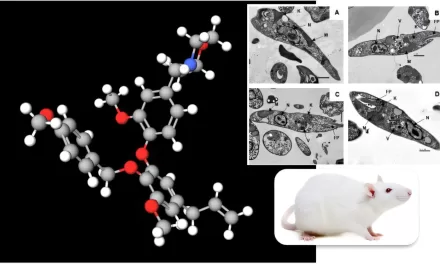 Potent Compound Derived from Brazilian Plant Offers Hope for Neglected Disease