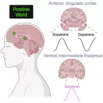 Groundbreaking Study Reveals How Brain Chemicals Respond to Emotional Words