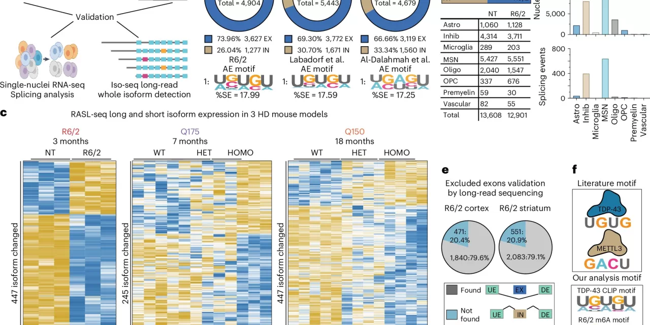 Discovery of Molecular Mechanisms Offers New Targets for Huntington’s Disease Treatment