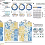 Discovery of Molecular Mechanisms Offers New Targets for Huntington’s Disease Treatment