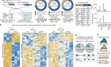 Discovery of Molecular Mechanisms Offers New Targets for Huntington’s Disease Treatment