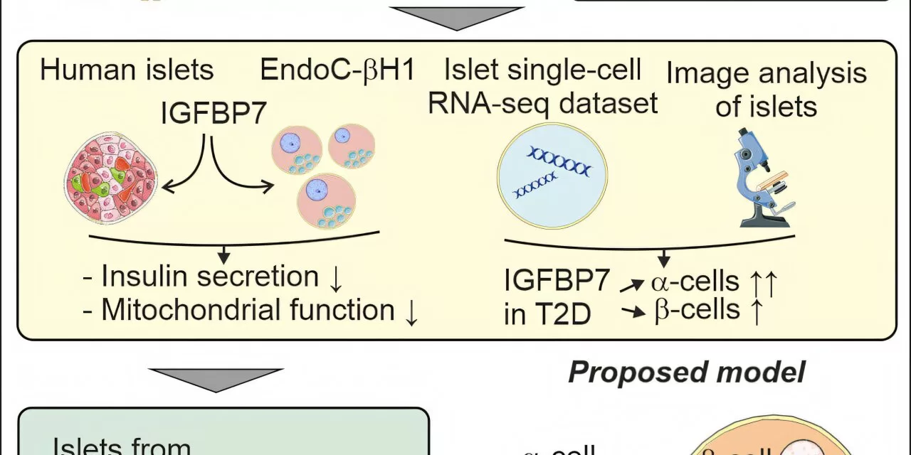 Elevated Protein Linked to Impaired Insulin Secretion in Type 2 Diabetes