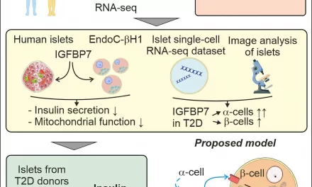 Elevated Protein Linked to Impaired Insulin Secretion in Type 2 Diabetes