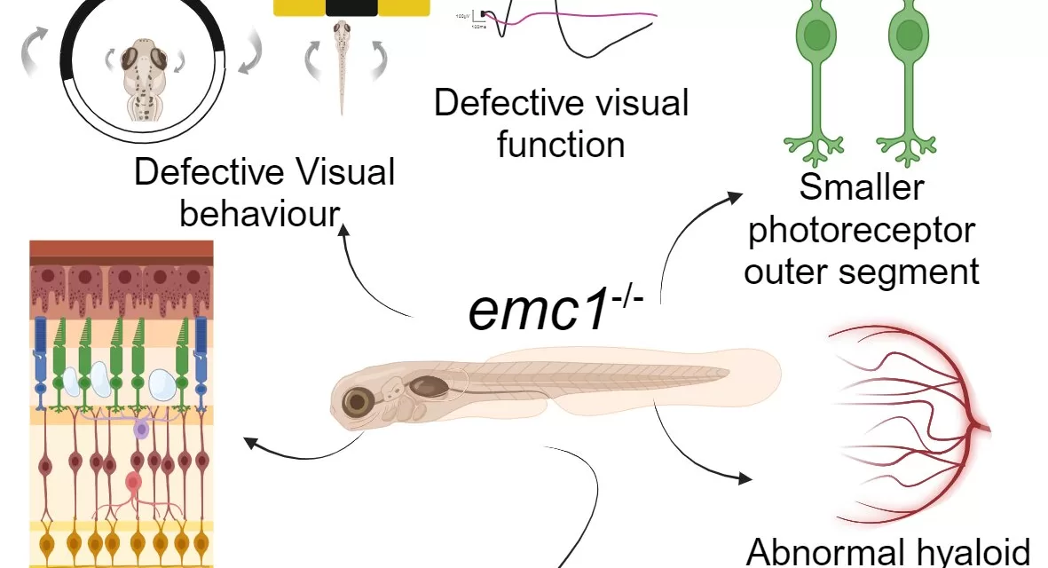 New Gene Mutation Linked to Eye Disease Named After Blind Irish Poet