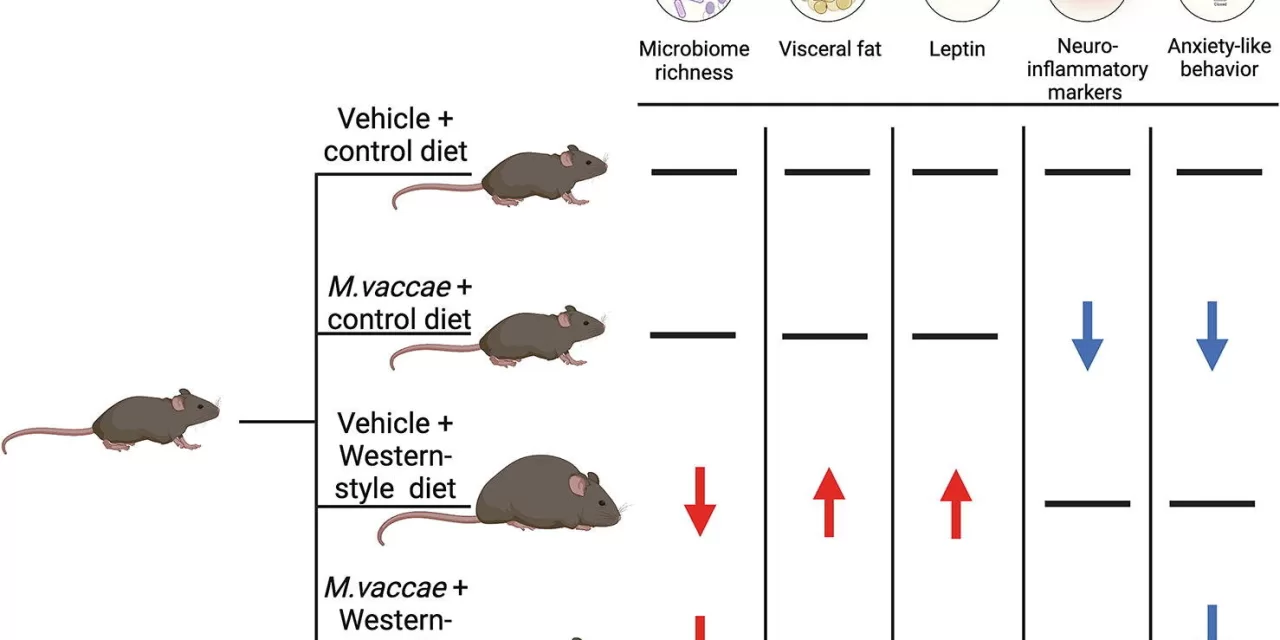 A Vaccine to Prevent Weight Gain? It’s Closer Than You Think