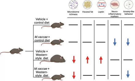 A Vaccine to Prevent Weight Gain? It’s Closer Than You Think