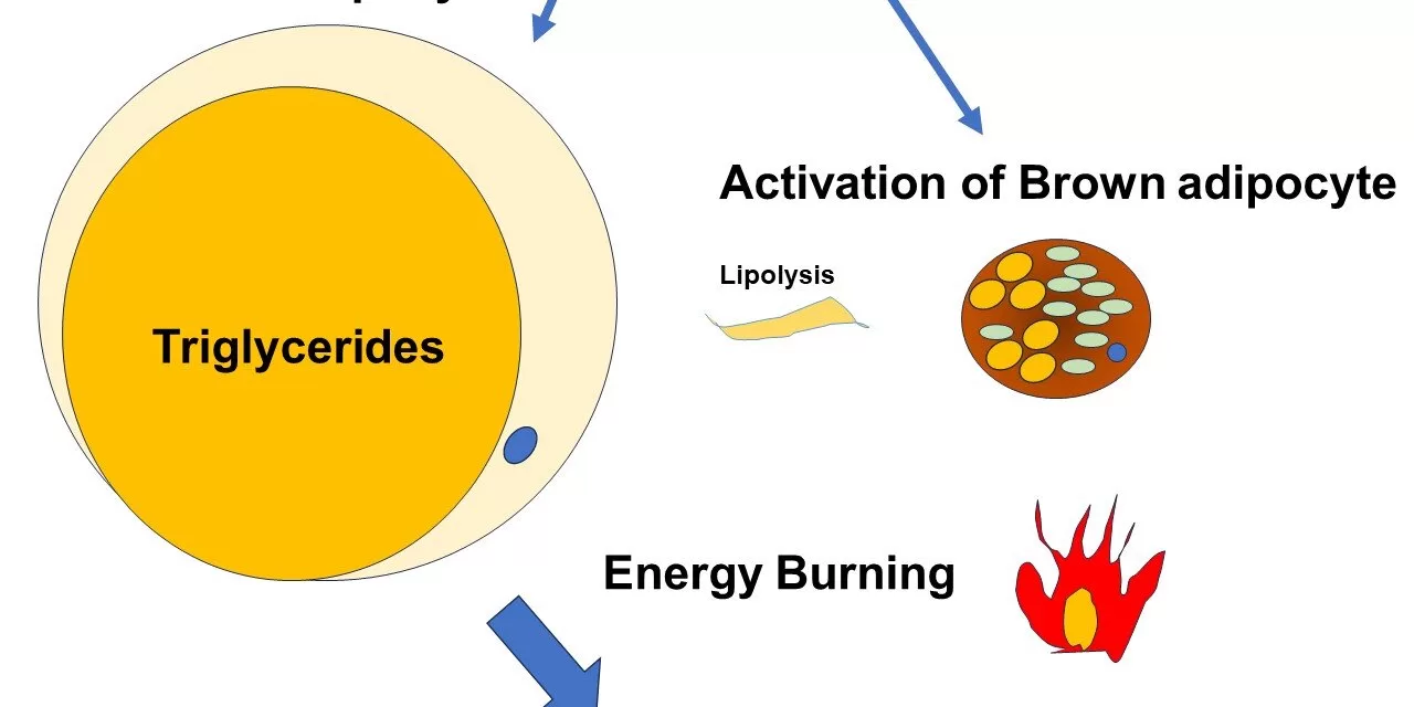 SerpinA1: A Revolutionary Discovery in the Fight Against Obesity and Diabetes