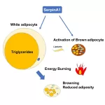 SerpinA1: A Revolutionary Discovery in the Fight Against Obesity and Diabetes