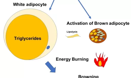 SerpinA1: A Revolutionary Discovery in the Fight Against Obesity and Diabetes