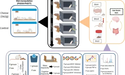 High-Fat Diet During Adolescence Linked to Increased Impulsivity in Adult Rodents