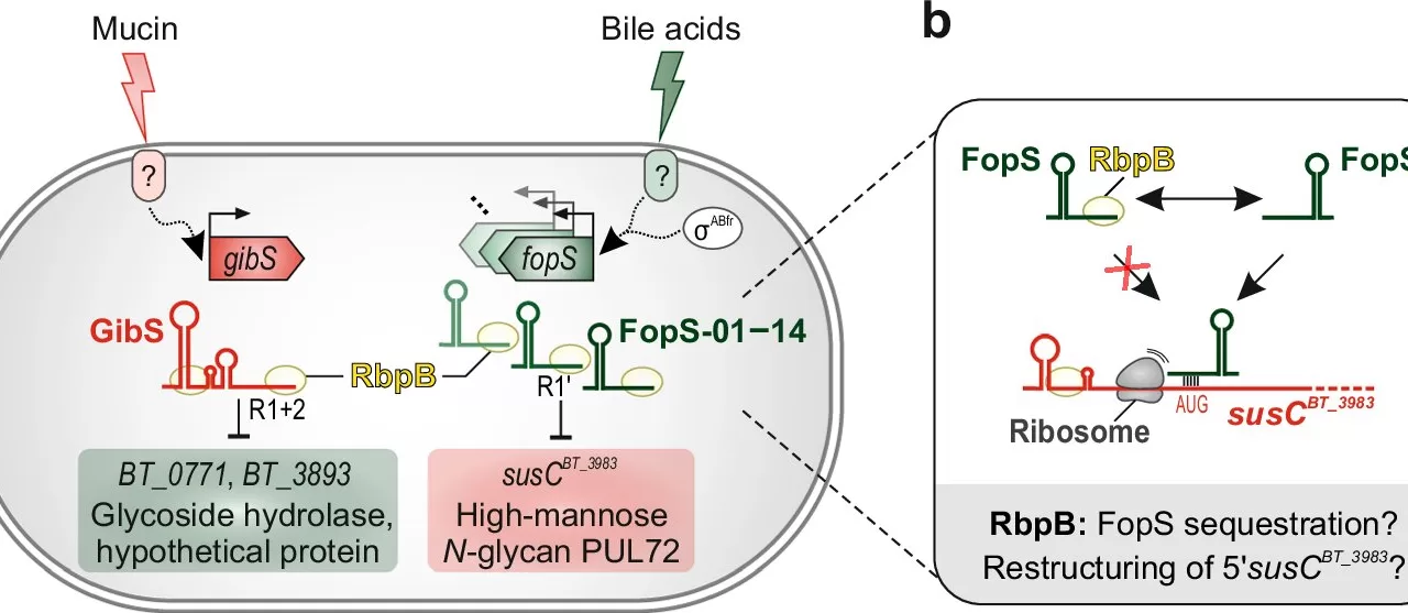 RNA’s Influence on Sugar Metabolism Could Transform Gut Health Strategies