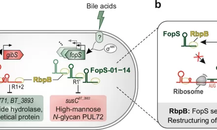 RNA’s Influence on Sugar Metabolism Could Transform Gut Health Strategies