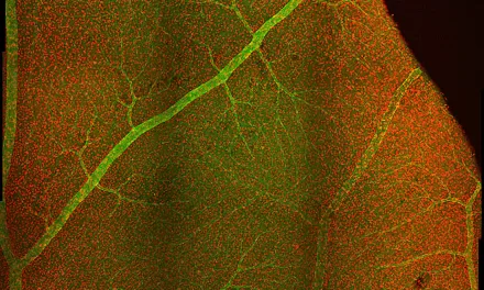 Eye Nerve Cells Work Together to Process Contrast and Movement: New Research Challenges 50-Year-Old Hypothesis