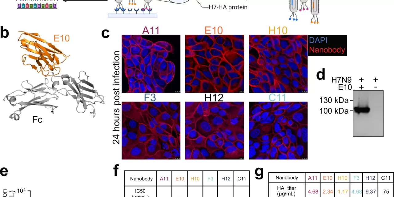 Small Antibody Offers Broad Protection Against Influenza