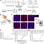 Small Antibody Offers Broad Protection Against Influenza