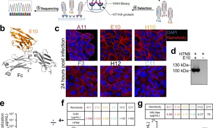 Small Antibody Offers Broad Protection Against Influenza